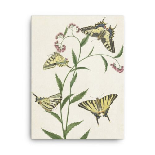 Four Butterflies on Flowers canvas